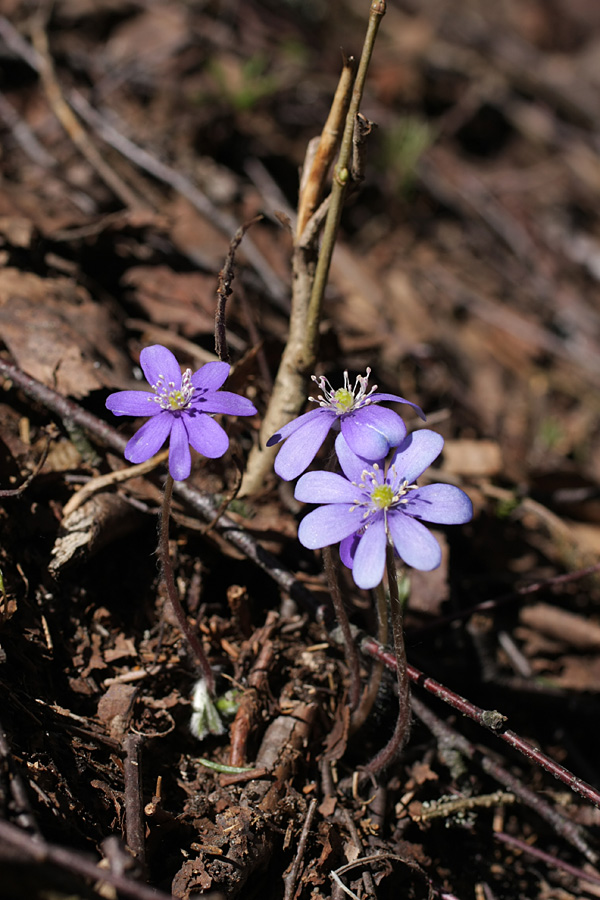 Image of Hepatica nobilis specimen.