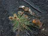 Lamyra echinocephala. Плодоносящее растение. Крым, окр. г. Судак, гора Перчем, юго-восточный осыпной склон. 22.09.2012.