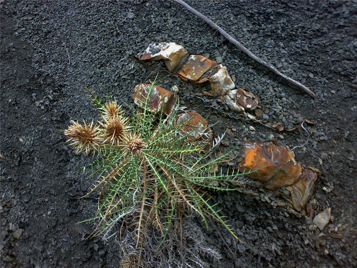 Изображение особи Lamyra echinocephala.