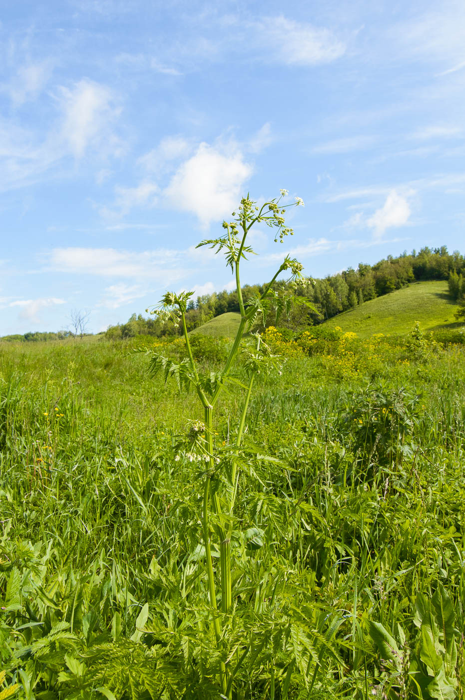 Изображение особи Anthriscus sylvestris.