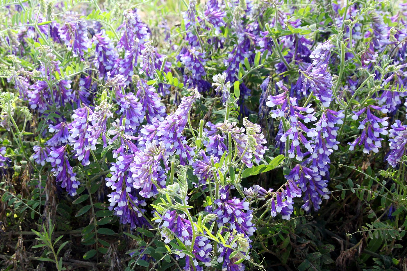 Image of Vicia villosa specimen.