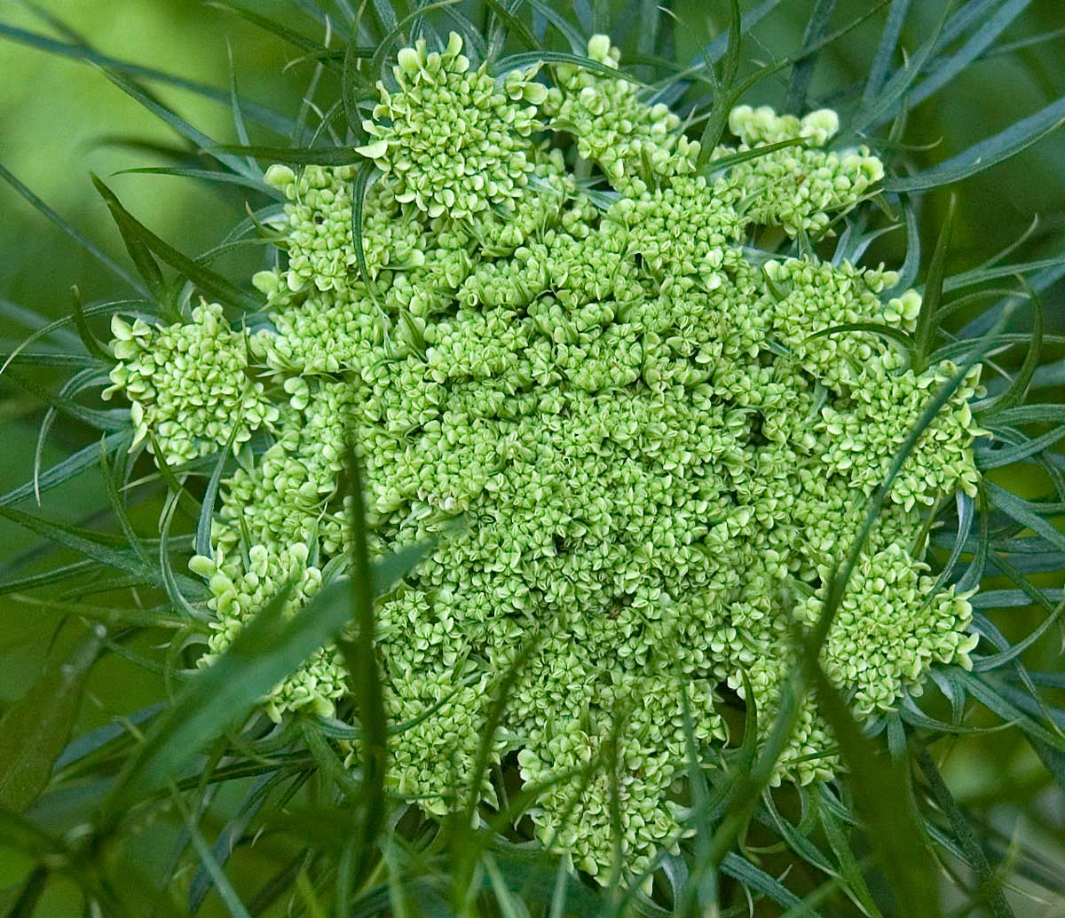 Image of Daucus sativus specimen.