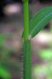 Digitaria sanguinalis. Основание листовой пластины с влагалищем. Узбекистан, г. Ташкент, Ботанический сад им. Ф.Н. Русанова, берег арыка. 16.07.2017.