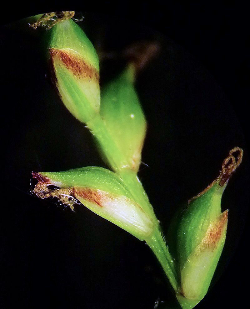 Image of Carex falcata specimen.