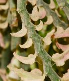 Euphorbia tithymaloides. Часть побега. Израиль, впадина Мёртвого моря, киббуц Эйн-Геди. 24.04.2017.