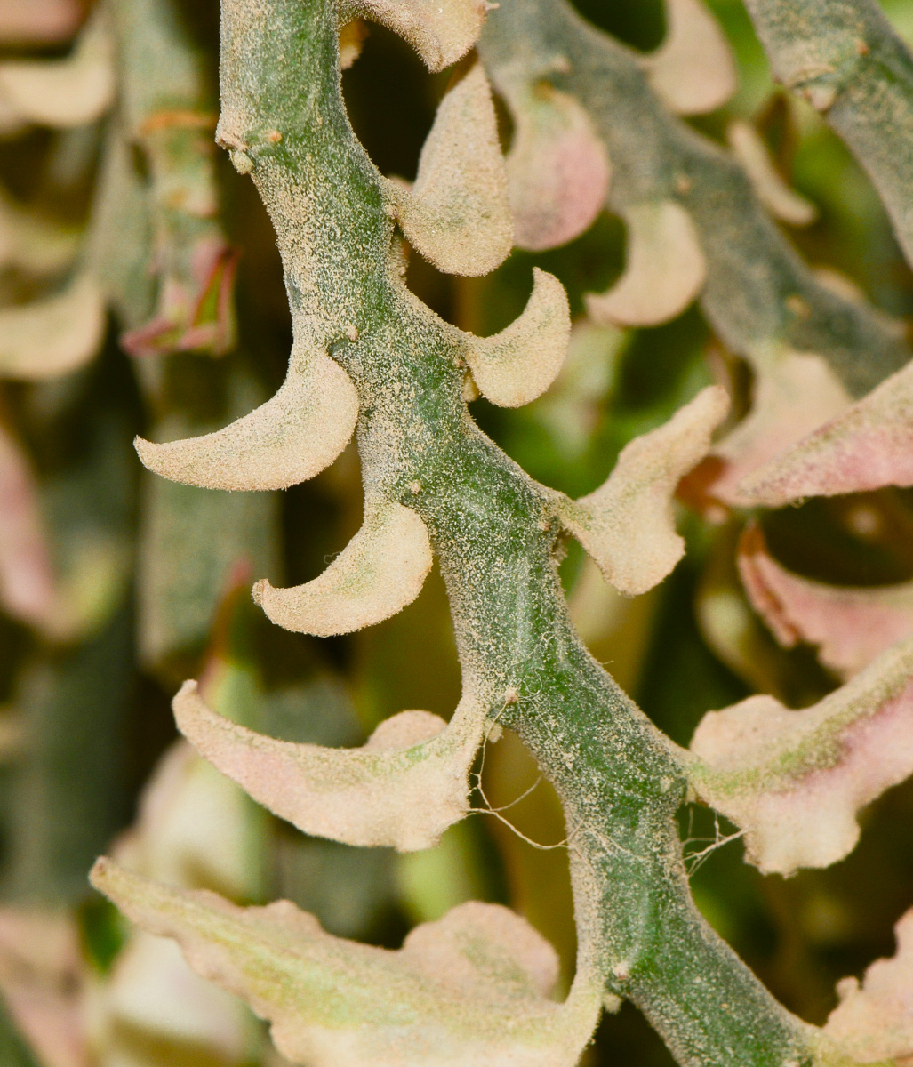 Image of Euphorbia tithymaloides specimen.