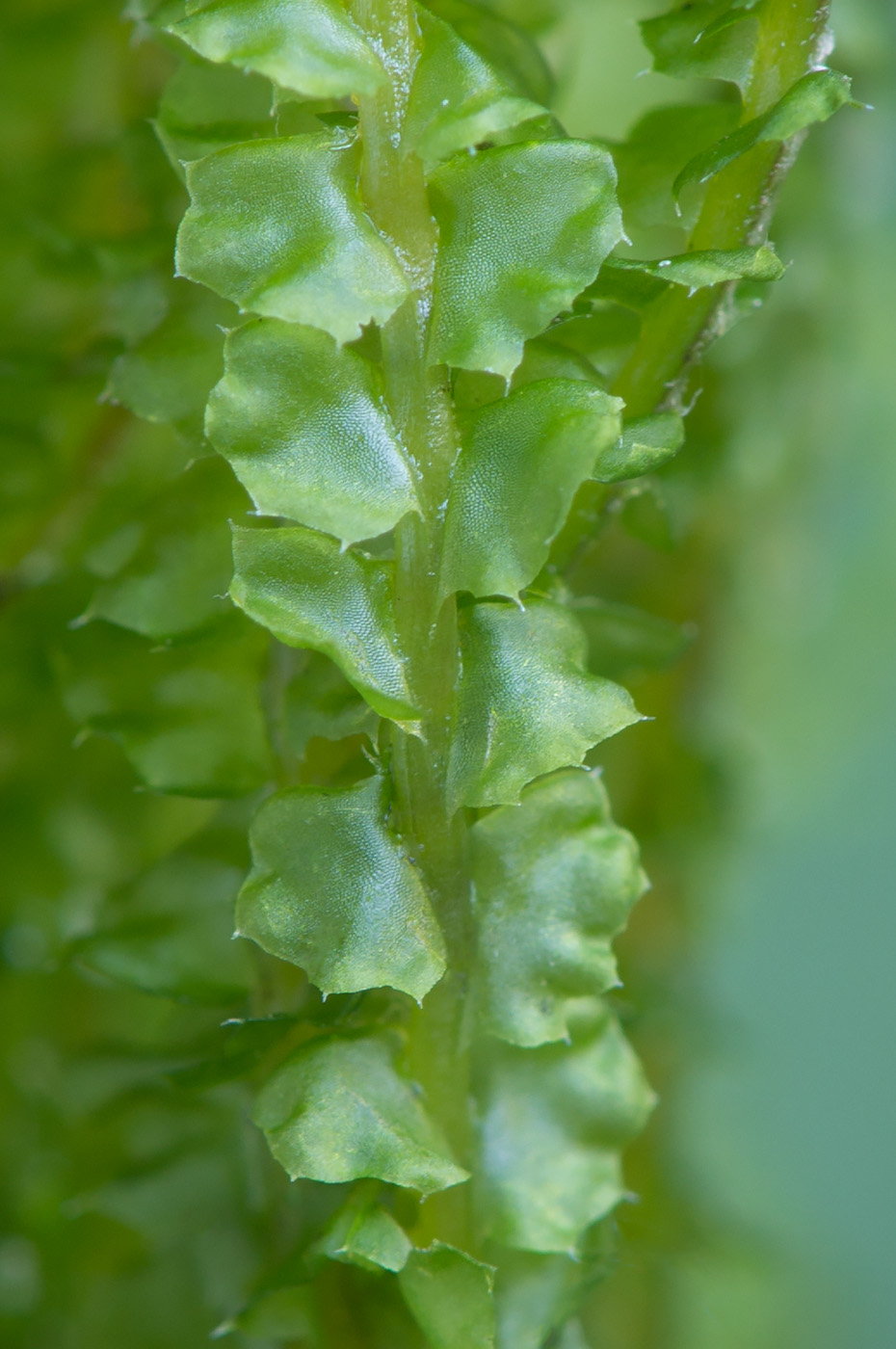 Image of Barbilophozia lycopodioides specimen.