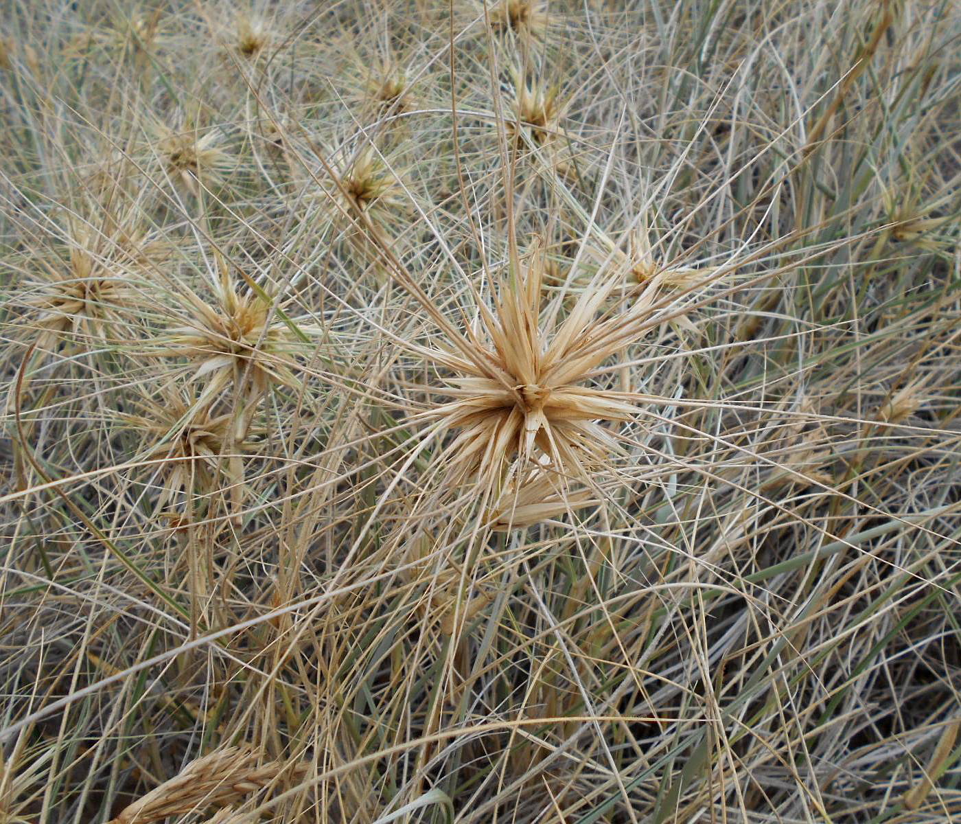 Изображение особи Spinifex sericeus.