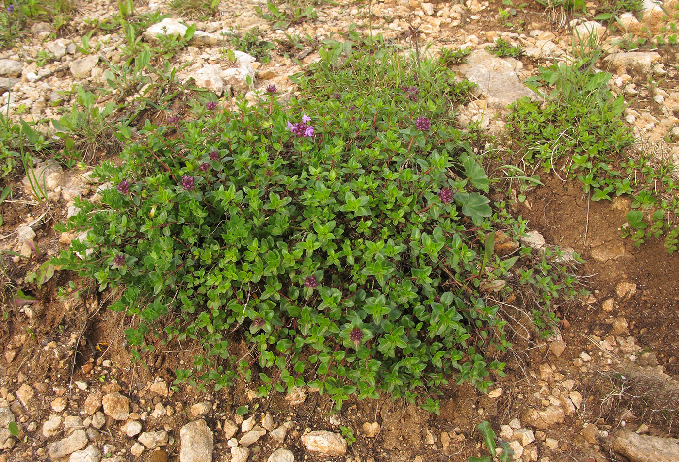 Image of genus Thymus specimen.