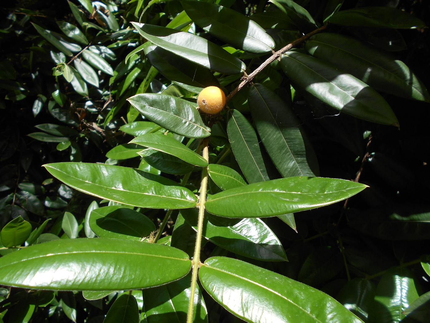 Image of Myrciaria glomerata specimen.