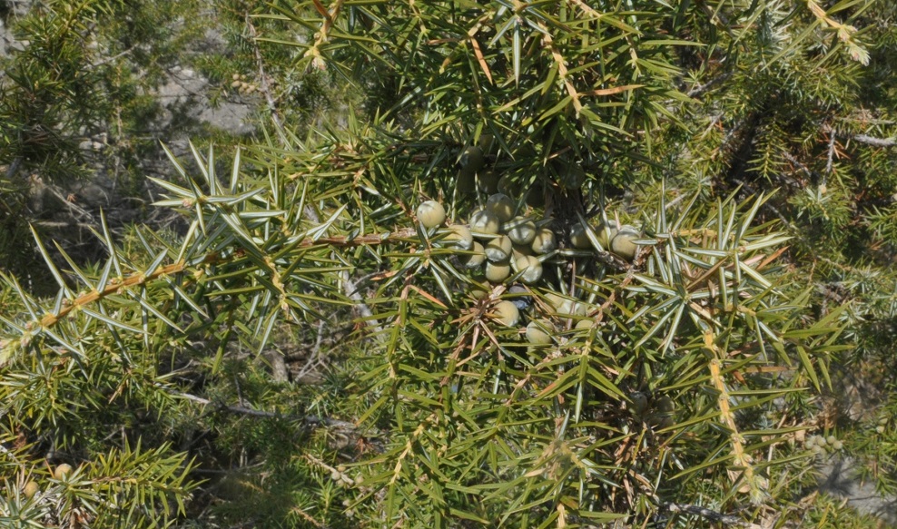 Image of Juniperus oblonga specimen.