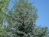 Picea pungens form glauca. Верхушка дерева с шишками. Восточный Казахстан, г. Усть-Каменогорск, парк Жастар, в культуре. 07.05.2017.