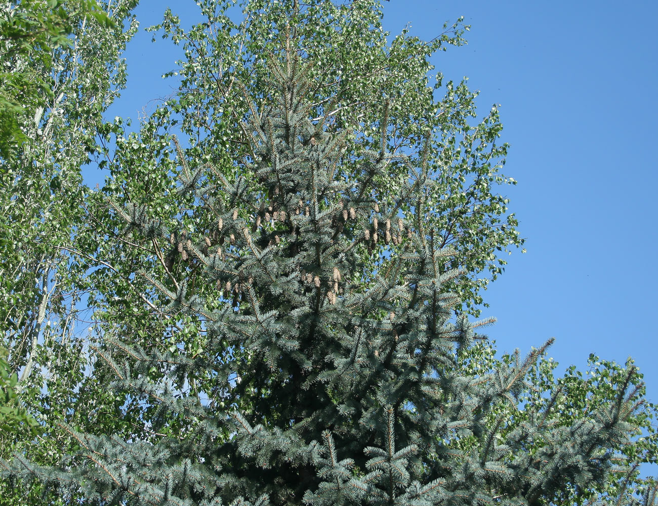 Image of Picea pungens f. glauca specimen.