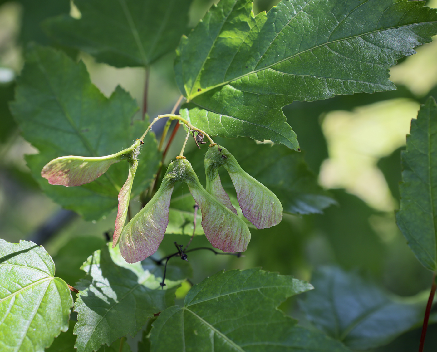 Изображение особи Acer tataricum.