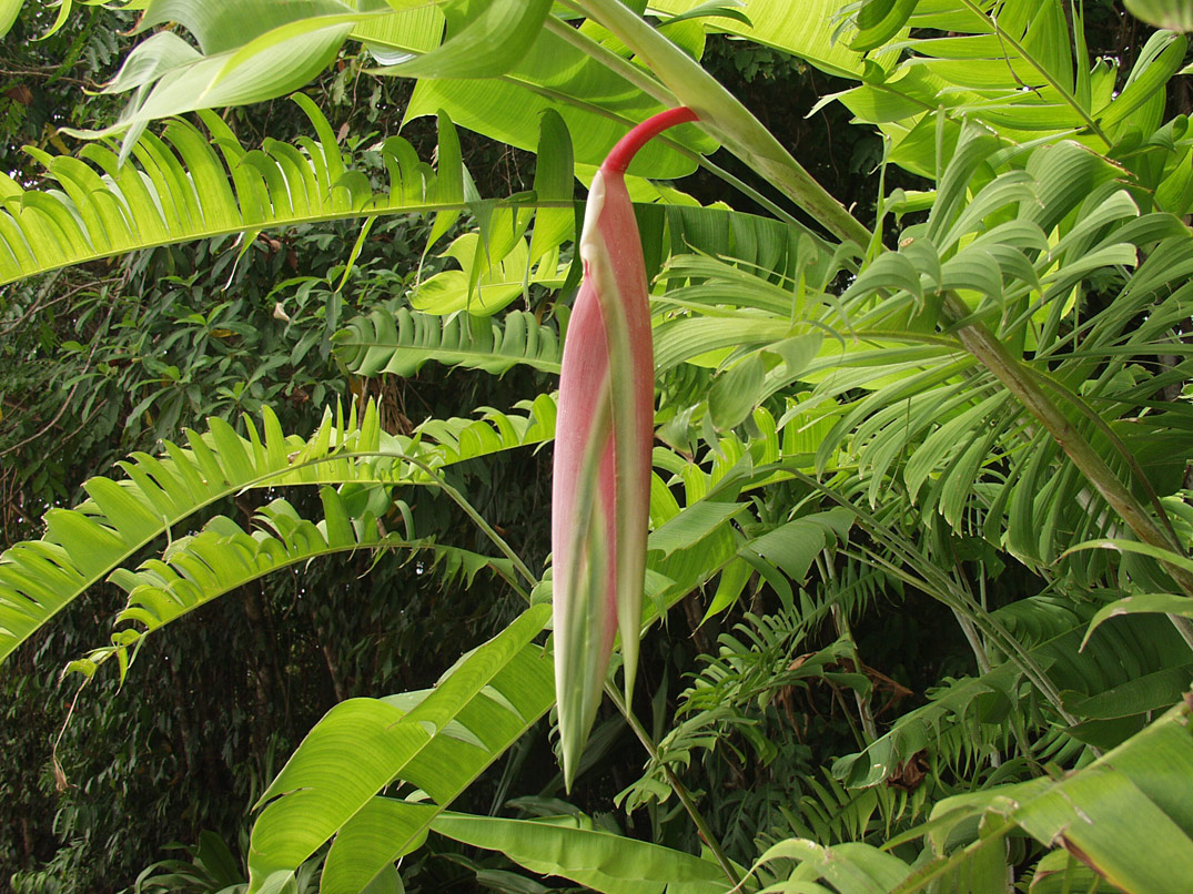 Image of Heliconia chartacea specimen.