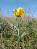 Tulipa borszczowii