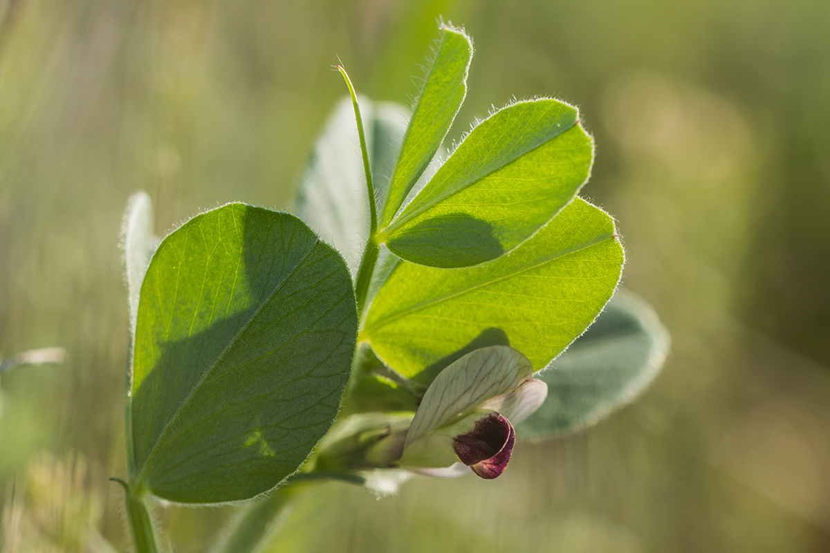 Image of Vicia narbonensis specimen.