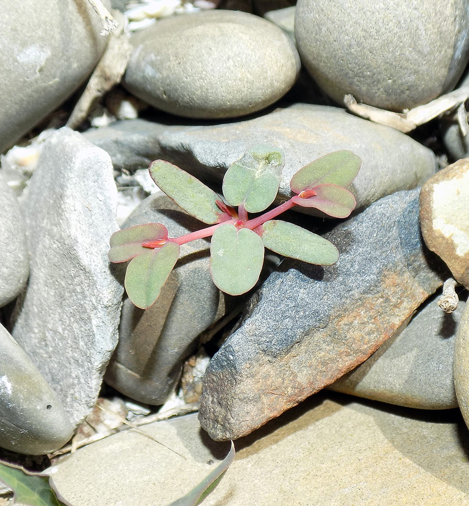 Image of Euphorbia peplis specimen.