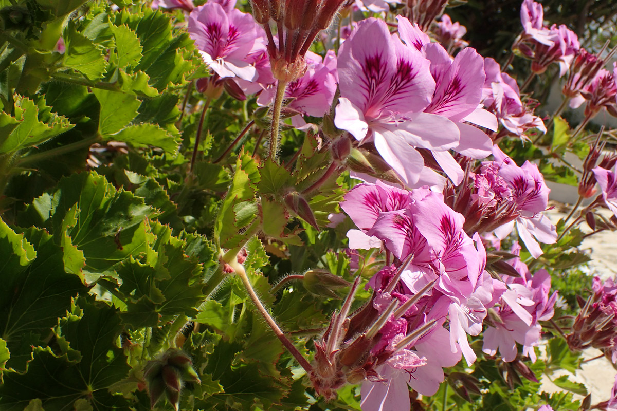 Изображение особи Pelargonium cucullatum.