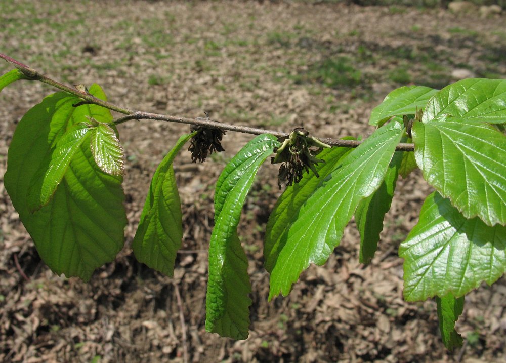 Изображение особи Parrotia persica.