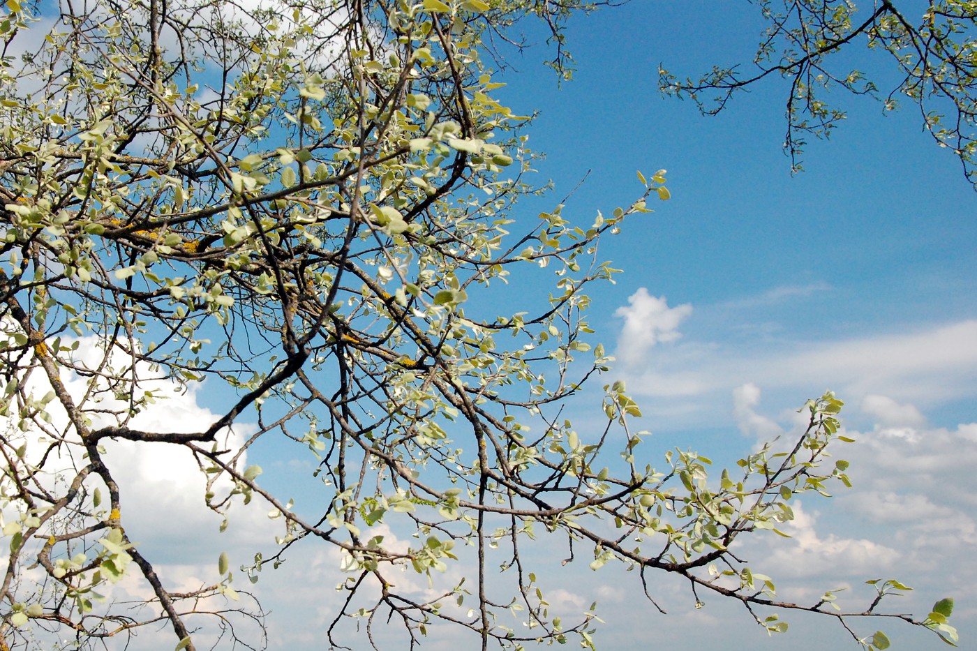 Image of Populus alba specimen.