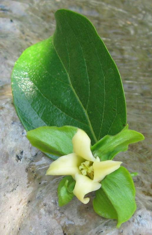 Image of Diospyros virginiana specimen.