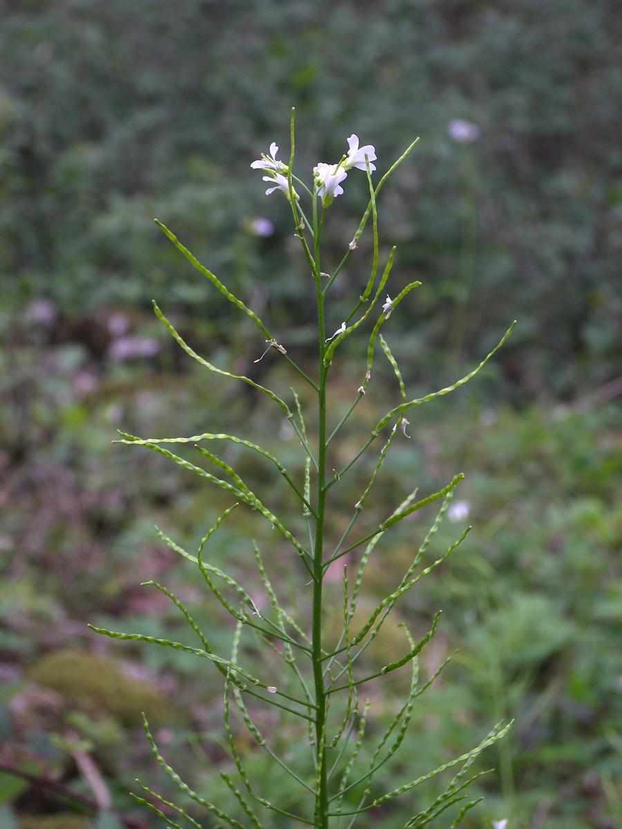 Image of Arabis nordmanniana specimen.