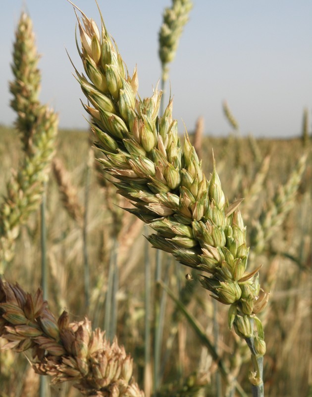 Image of genus Triticum specimen.