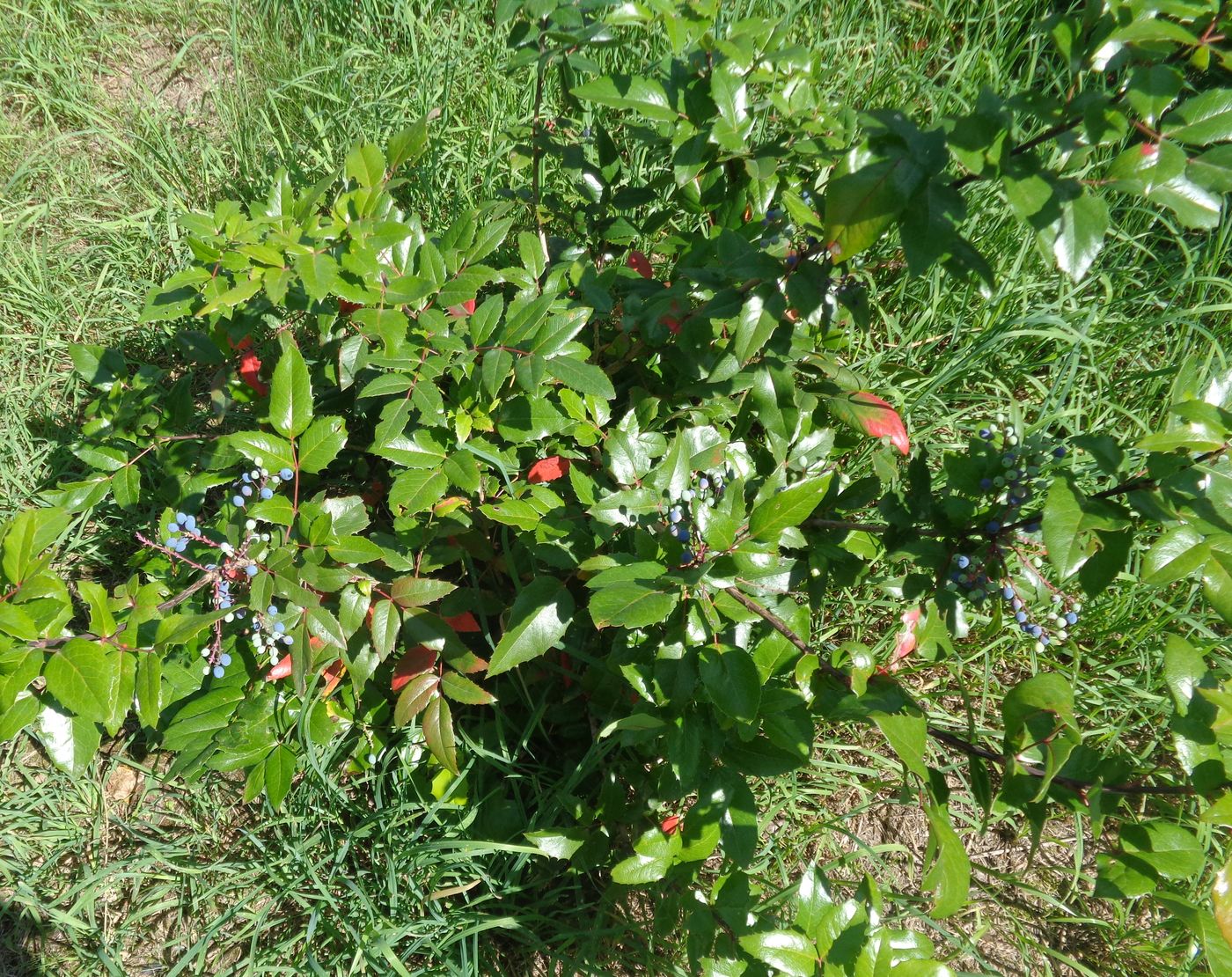 Image of Mahonia aquifolium specimen.