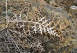 Echinops ruthenicus. Прошлогодние листья (вид с абаксиальной и адаксиальной сторон). Башкортостан, Белорецкий р-н, Шигаевский сельсовет, окр. с. Шигаево, хр. Крака, каменистый степной склон. 9 марта 2019 г.