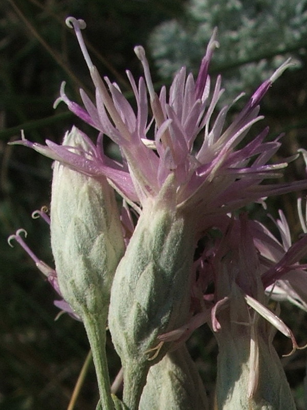 Image of Jurinea stoechadifolia specimen.