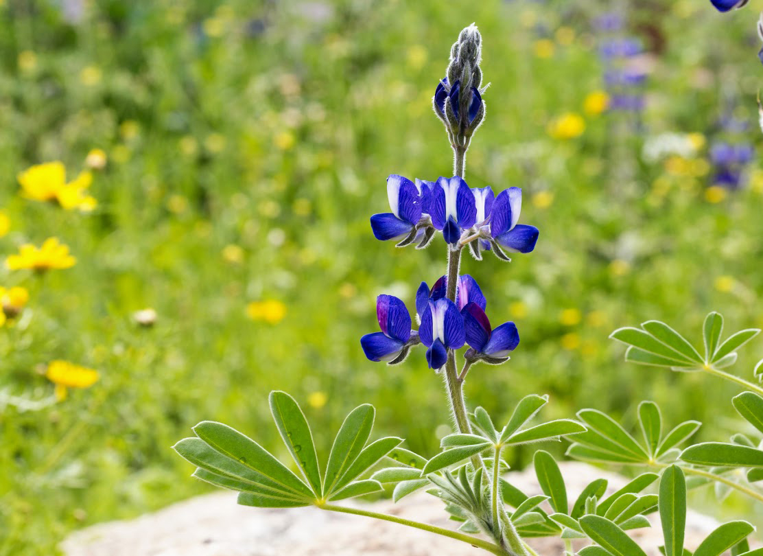 Изображение особи Lupinus pilosus.