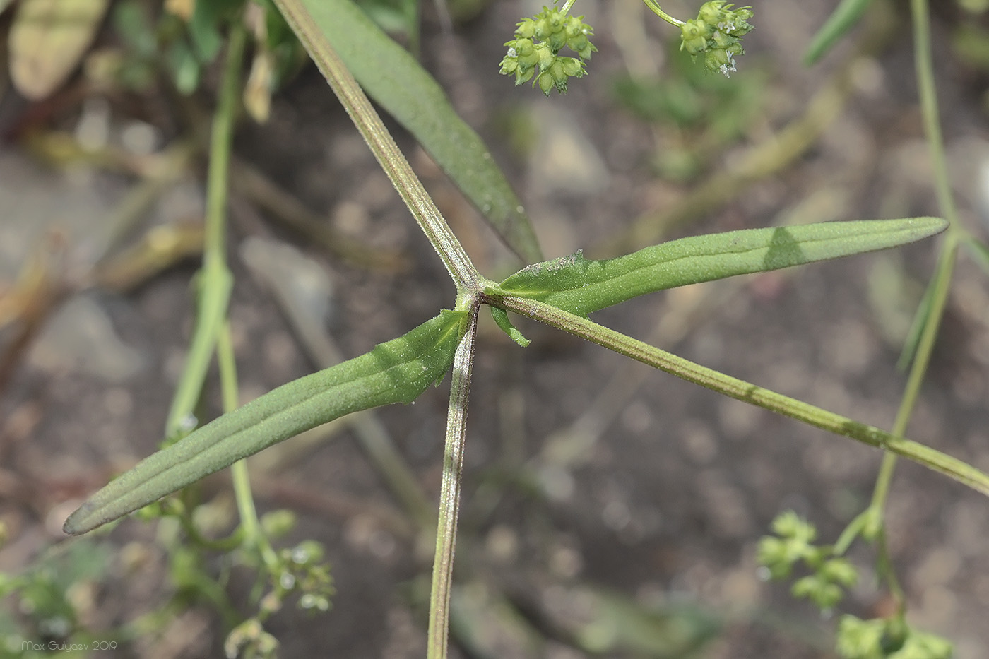 Изображение особи Valerianella dentata.