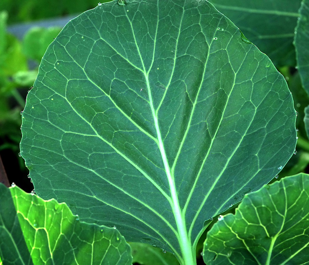 Image of Brassica oleracea var. capitata specimen.