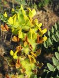 Astragalus vulpinus