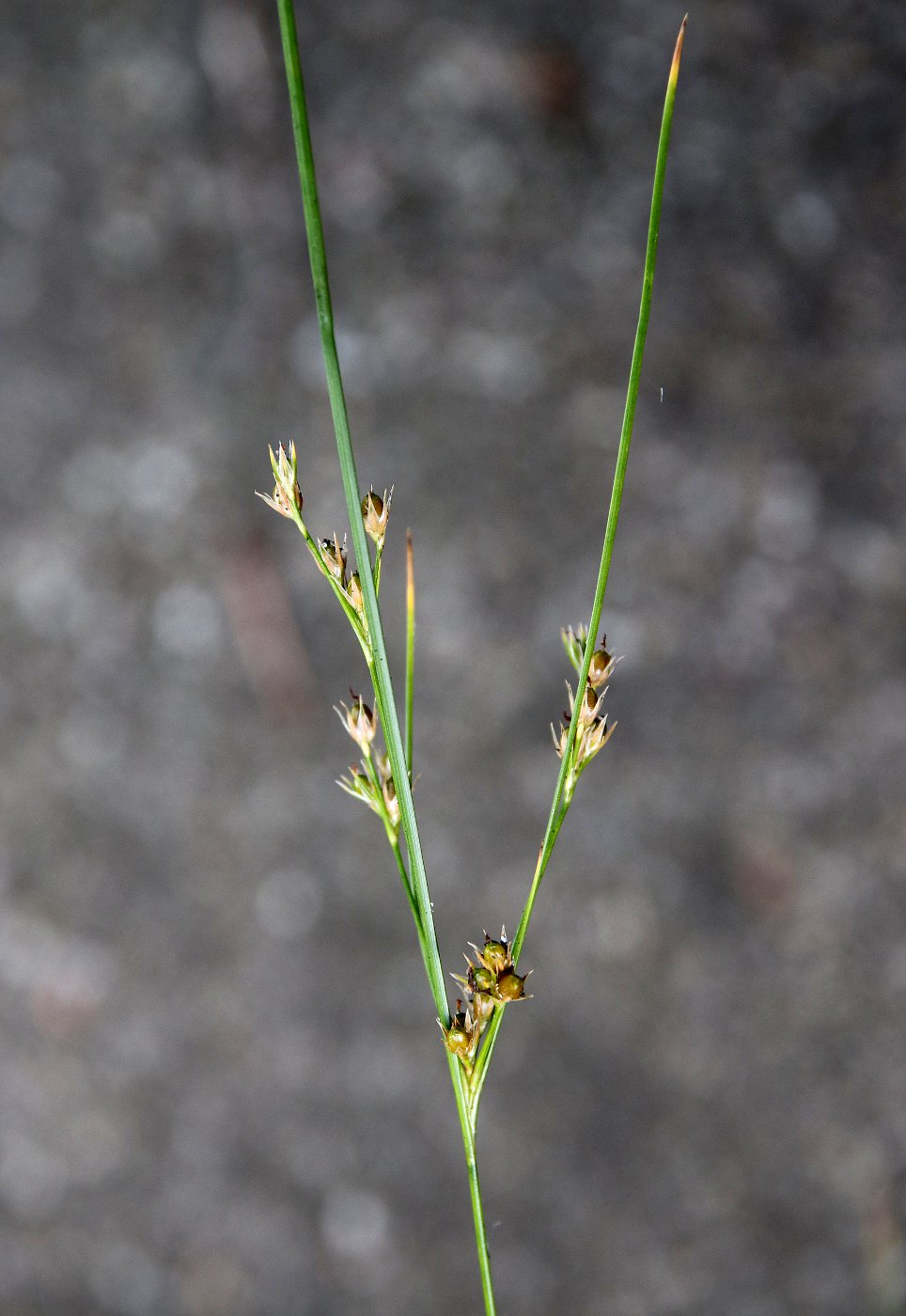 Image of Juncus tenuis specimen.