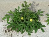 genus Potentilla. Цветущее растение. Иркутск, Ботанический сад ИГУ, в трещине отмостки дома. 01.09.2019.