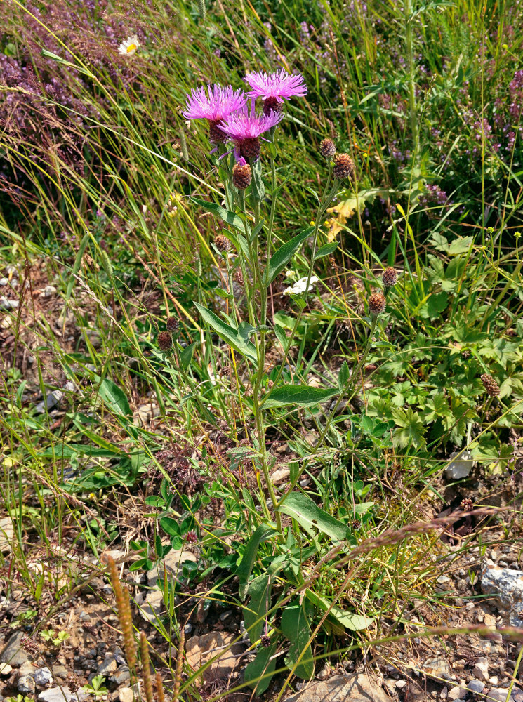 Image of genus Centaurea specimen.