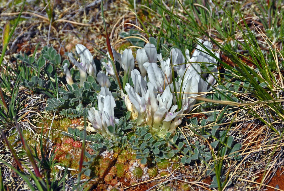 Image of Astragalus hypogaeus specimen.