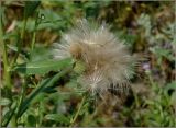 Cirsium setosum