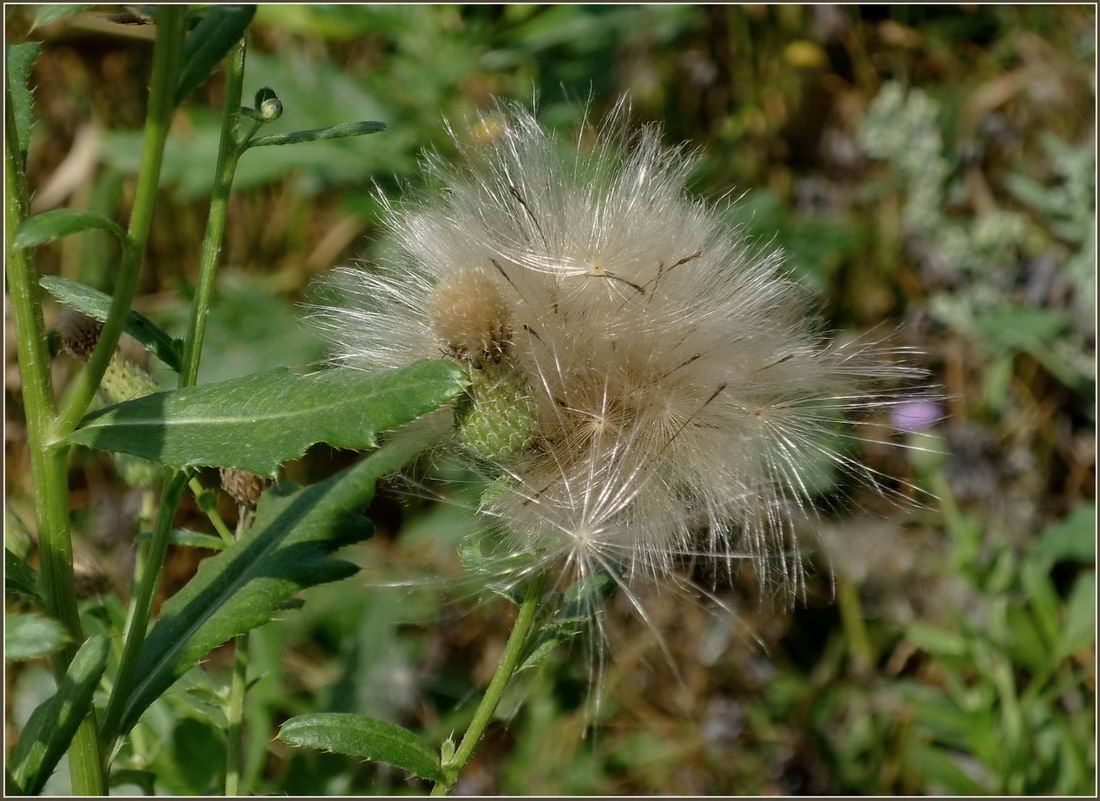 Изображение особи Cirsium setosum.