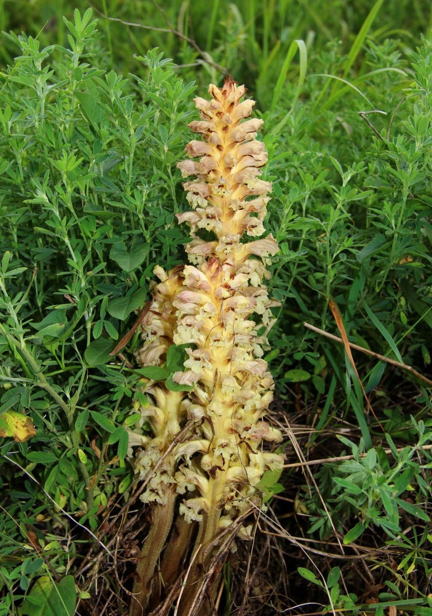 Image of Orobanche lutea specimen.