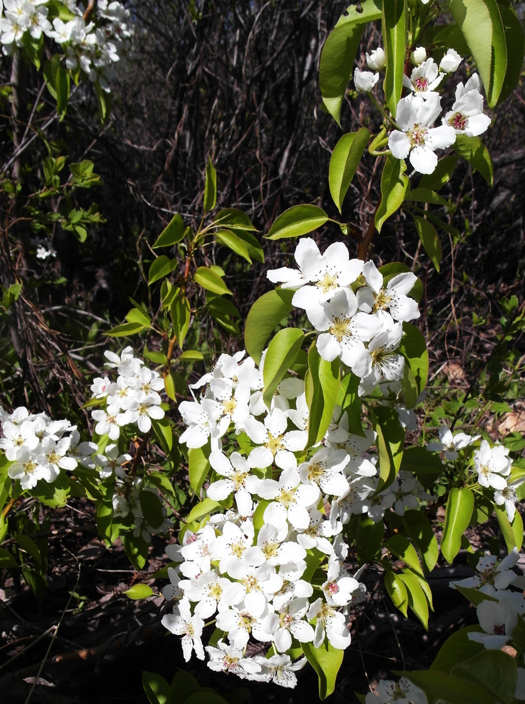 Изображение особи Pyrus communis.