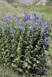 Aconitum talassicum