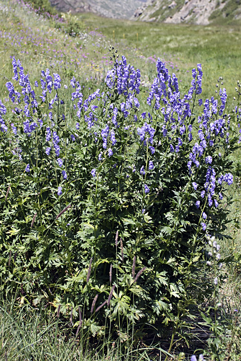 Image of Aconitum talassicum specimen.