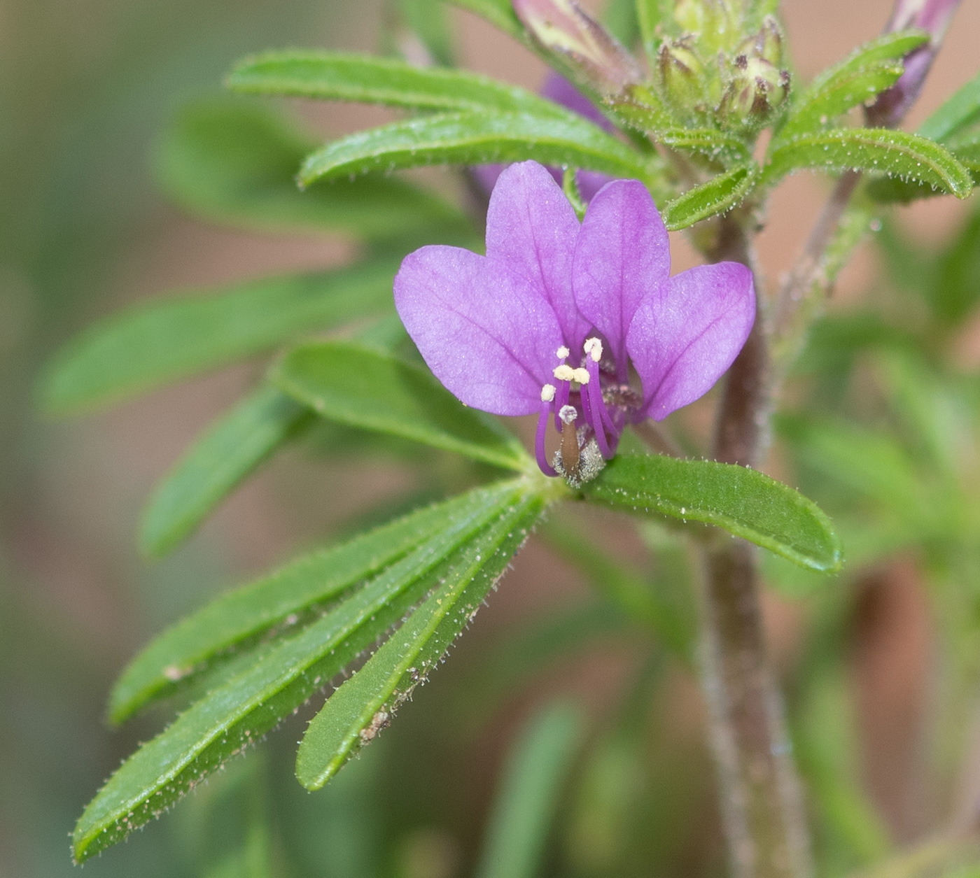 Изображение особи Cleome rubella.