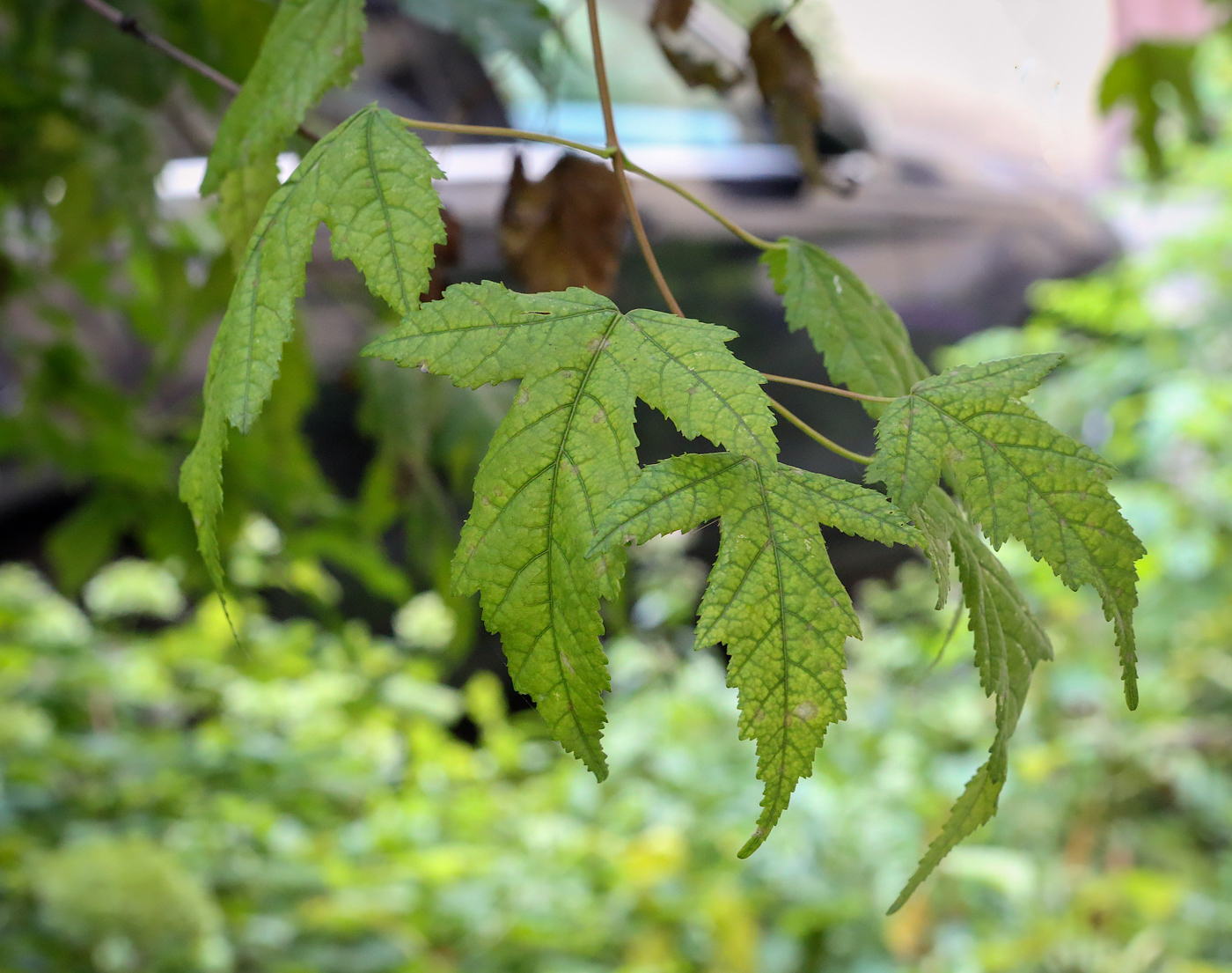 Image of Acer ginnala specimen.