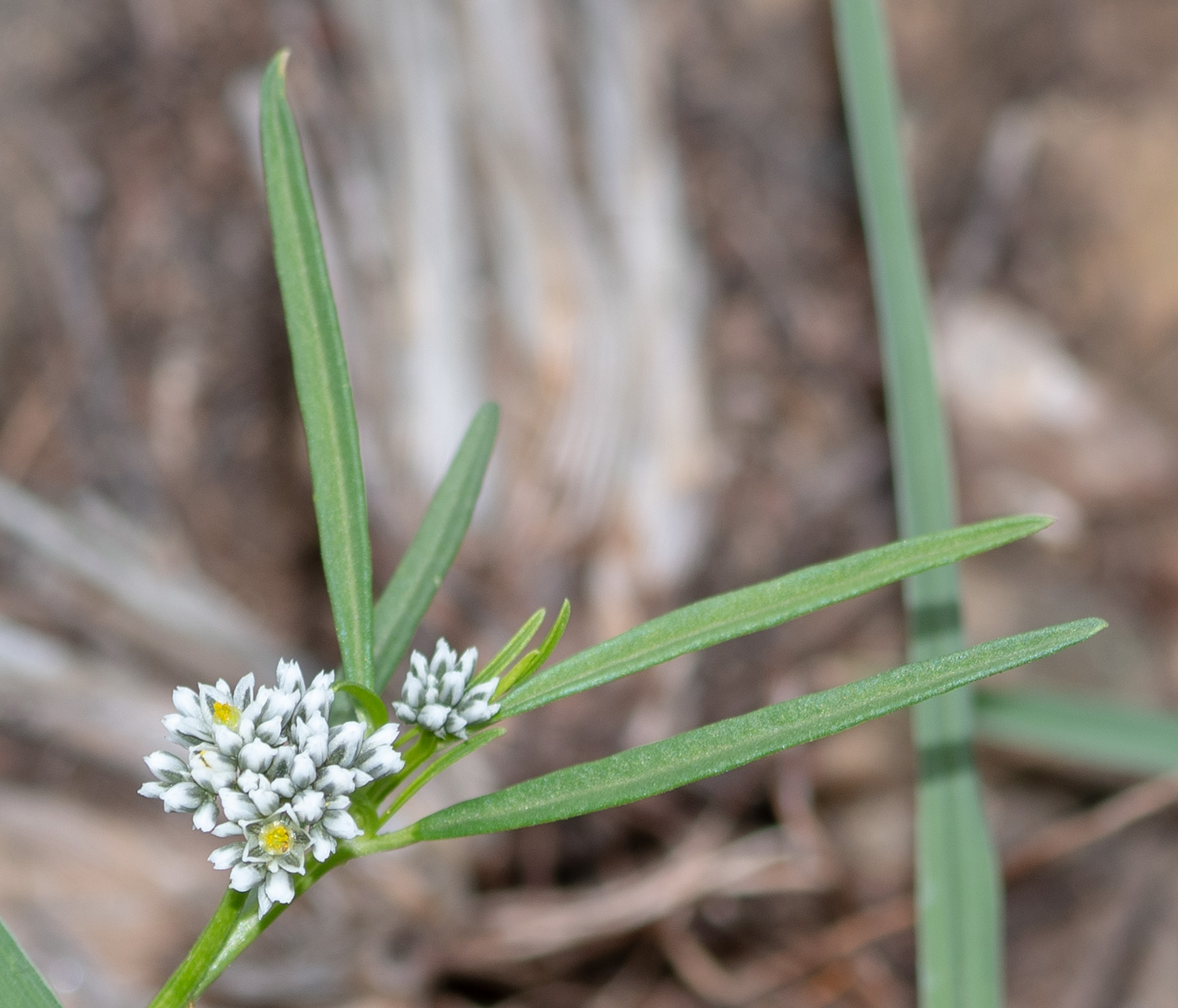 Image of Limeum sulcatum specimen.