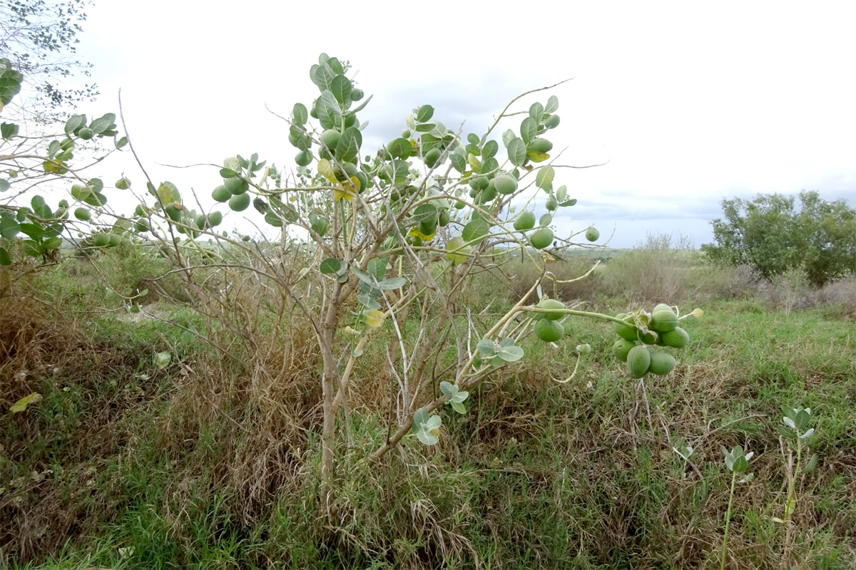 Image of Calotropis procera specimen.