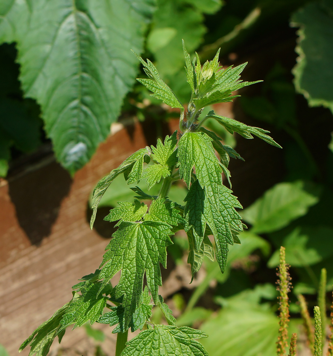 Изображение особи Leonurus quinquelobatus.